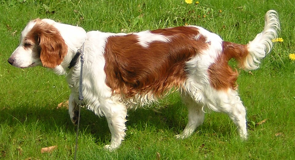 Welsh Springer Spaniel β breed profile photo
