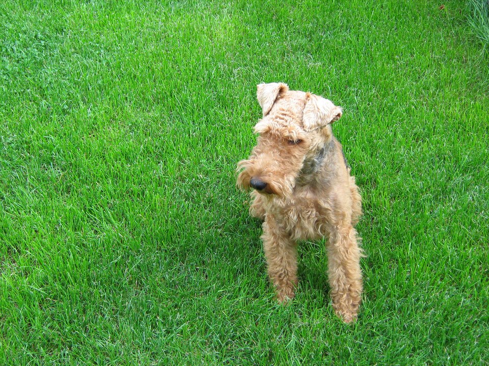 Welsh Terrier β breed profile photo