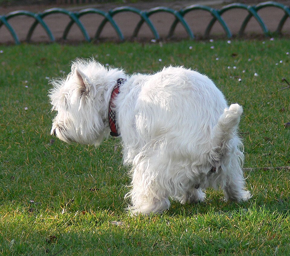 West Highland White Terrier — breed profile photo