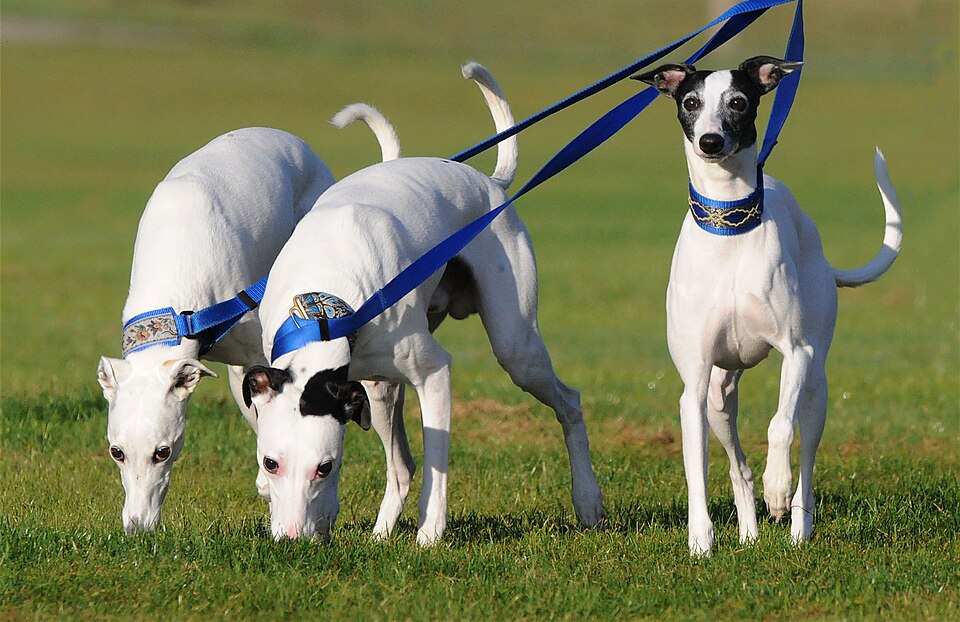 Whippet β breed profile photo