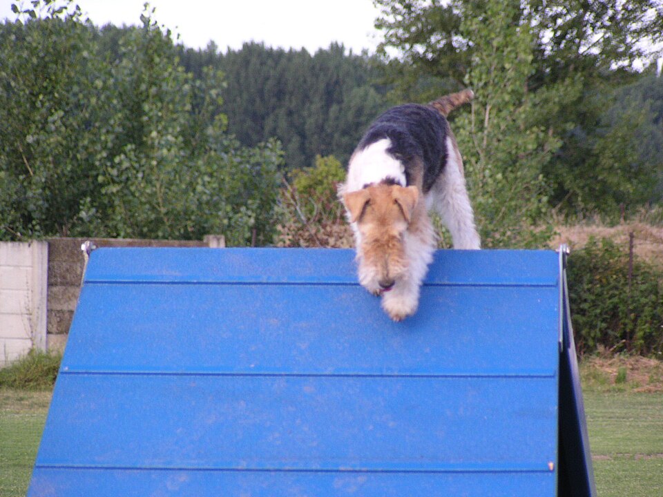 Wire Fox Terrier β breed profile photo