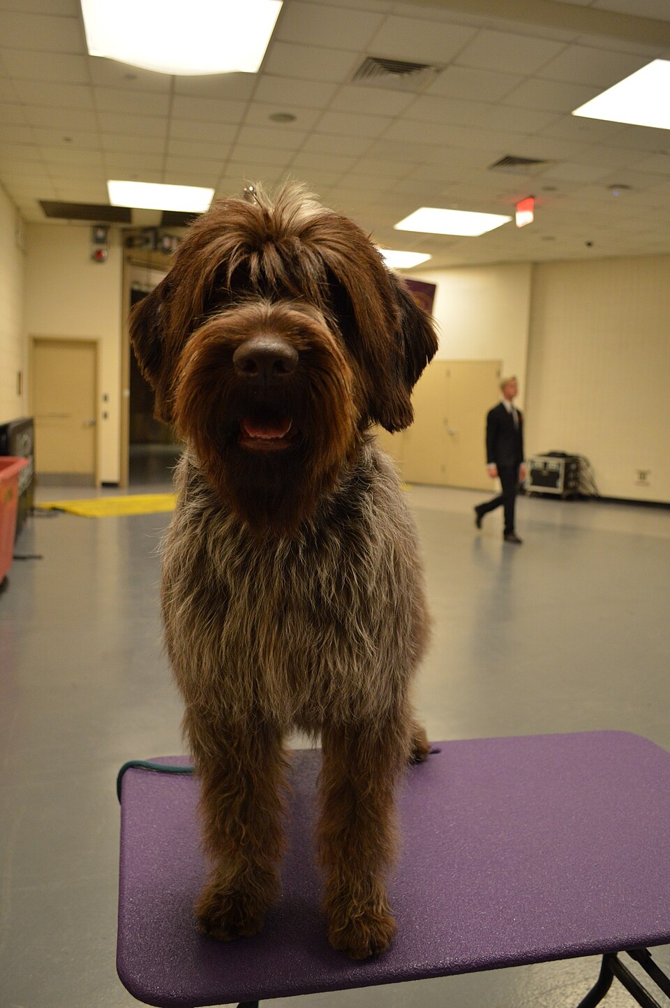Wirehaired Pointing Griffon β breed profile photo