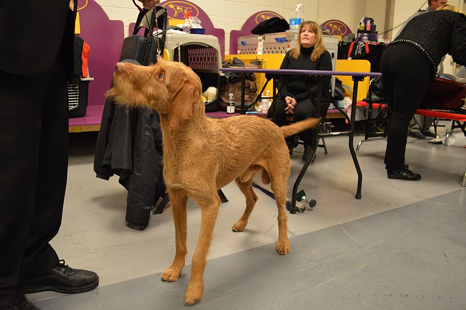 Wirehaired Vizsla β breed profile photo