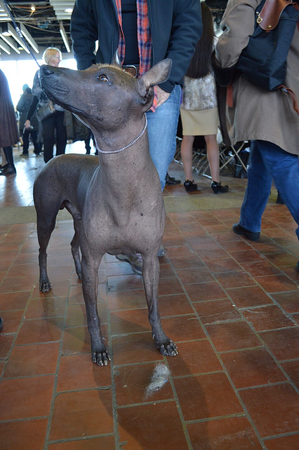 Xoloitzcuintli β breed profile photo