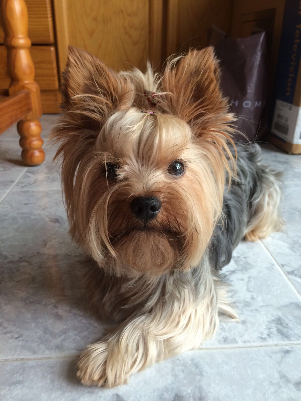 Yorkshire Terrier breed profile