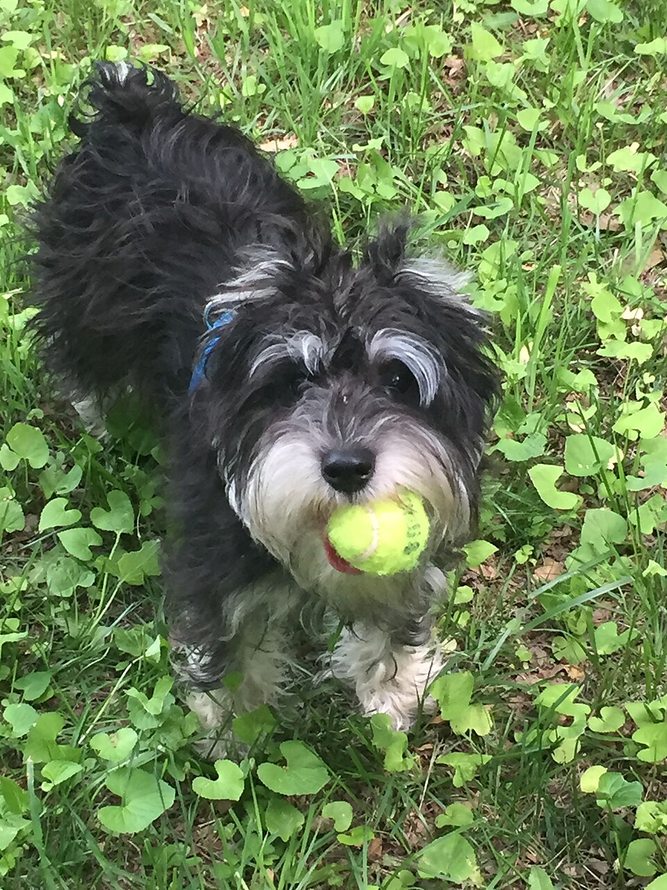What Dogs Love: Play Styles, Likes, Dislikes and Daily Enrichment