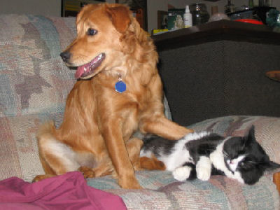 Adult & Senior Dog Care: Keeping the Middle and Late Years Good