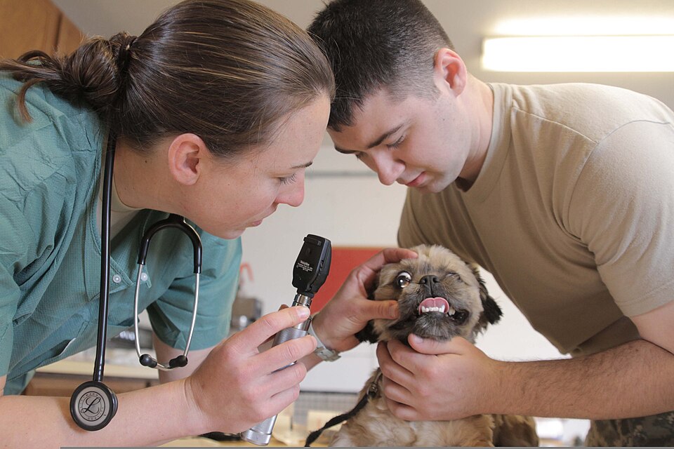 Dog Aggression: Types, Causes, Prevention and When to Get Professional Help
