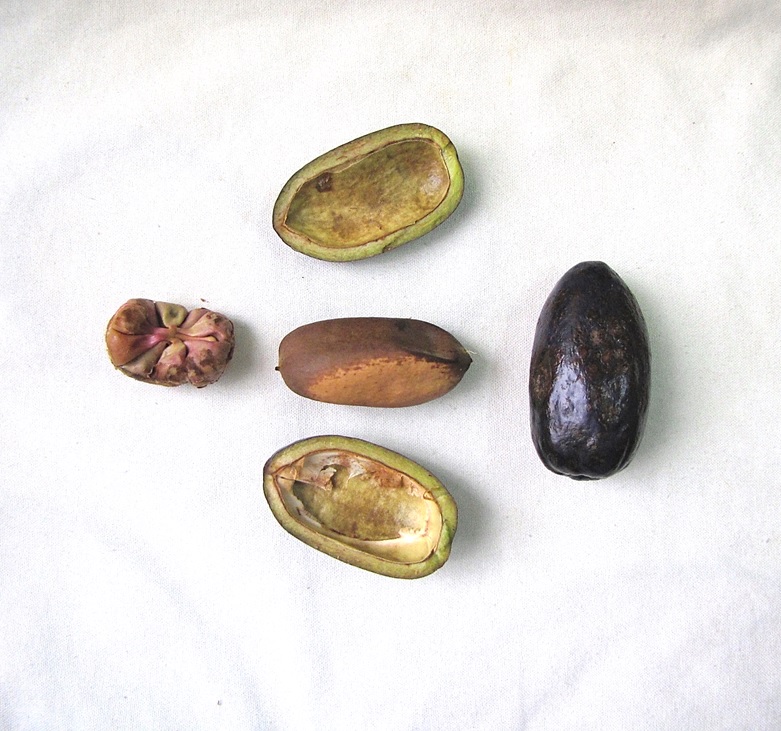 Avocado — photo used in our can-dogs-eat-avocado guide