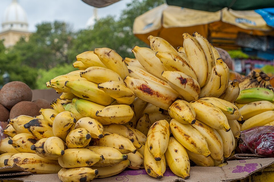 Bananas — photo used in our can-dogs-eat-bananas guide