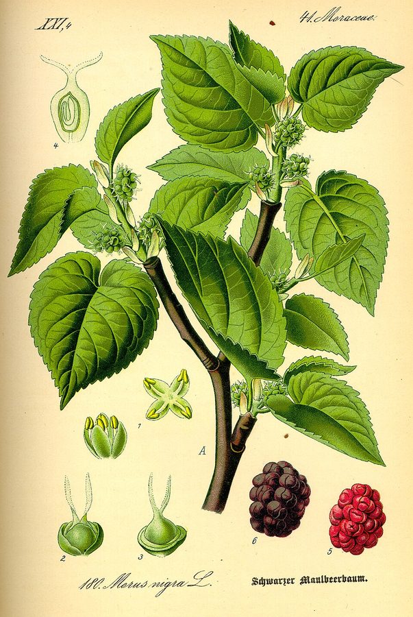 Blackberries — photo used in our can-dogs-eat-blackberries guide