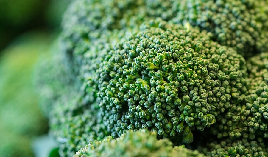 Broccoli — photo used in our can-dogs-eat-broccoli guide