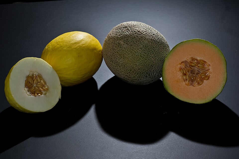 Cantaloupe — photo used in our can-dogs-eat-cantaloupe guide