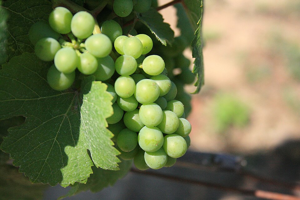 Grapes — photo used in our can-dogs-eat-grapes guide