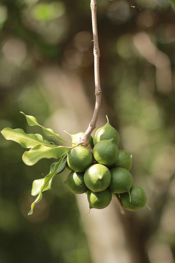 Macadamia Nuts — photo used in our can-dogs-eat-macadamia-nuts guide