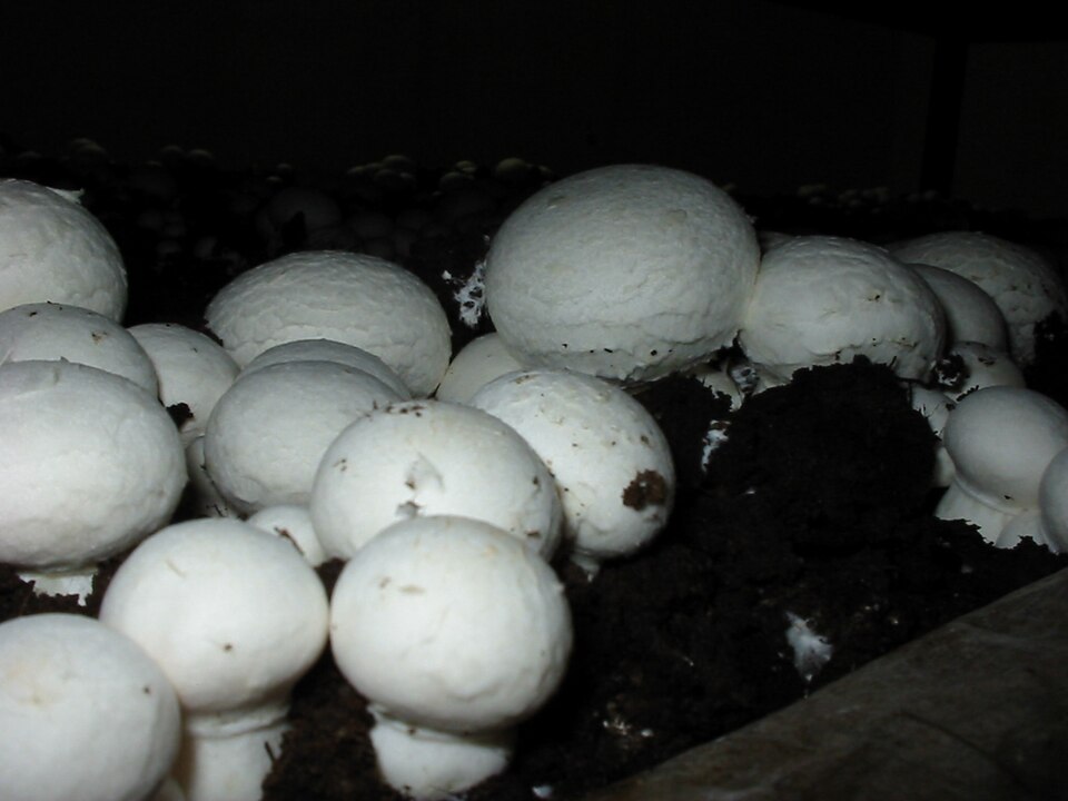 Mushrooms — photo used in our can-dogs-eat-mushrooms guide