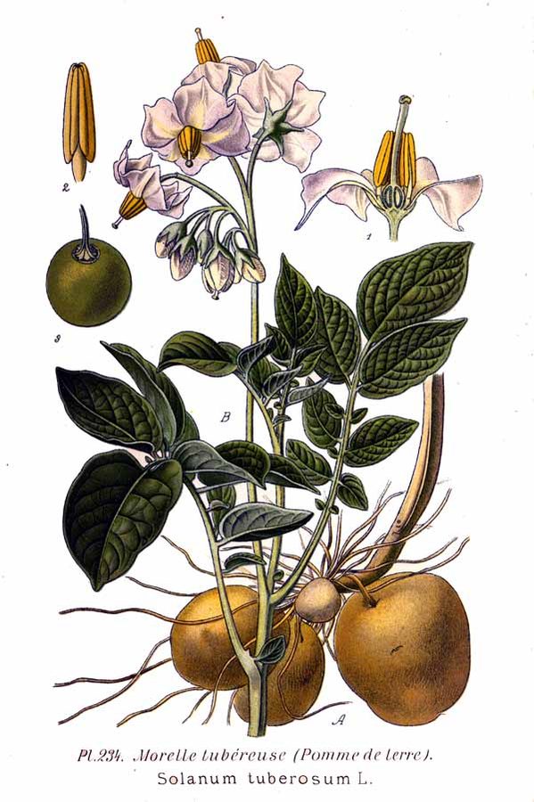 Potatoes — photo used in our can-dogs-eat-potatoes guide