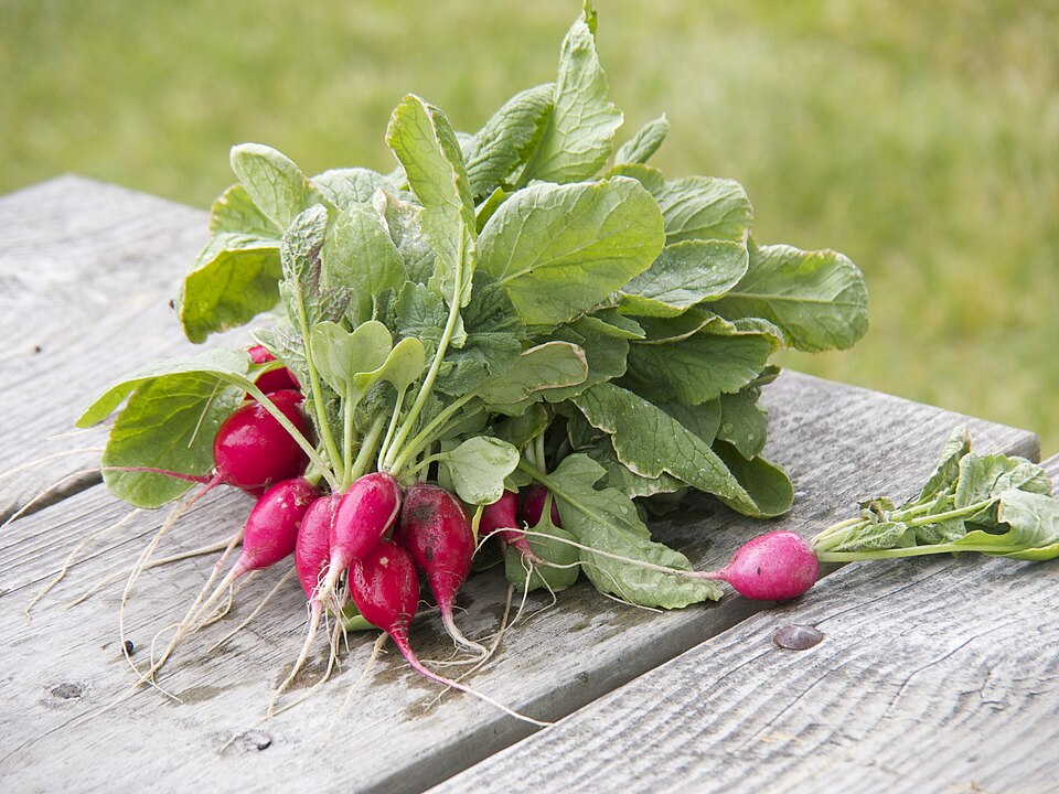 Radishes — photo used in our can-dogs-eat-radishes guide