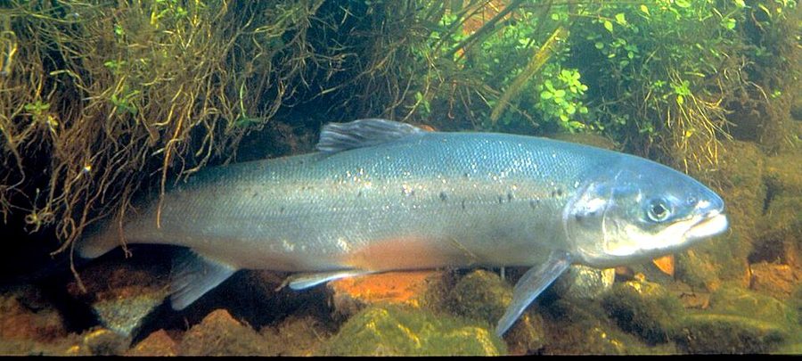 Salmon — photo used in our can-dogs-eat-salmon guide