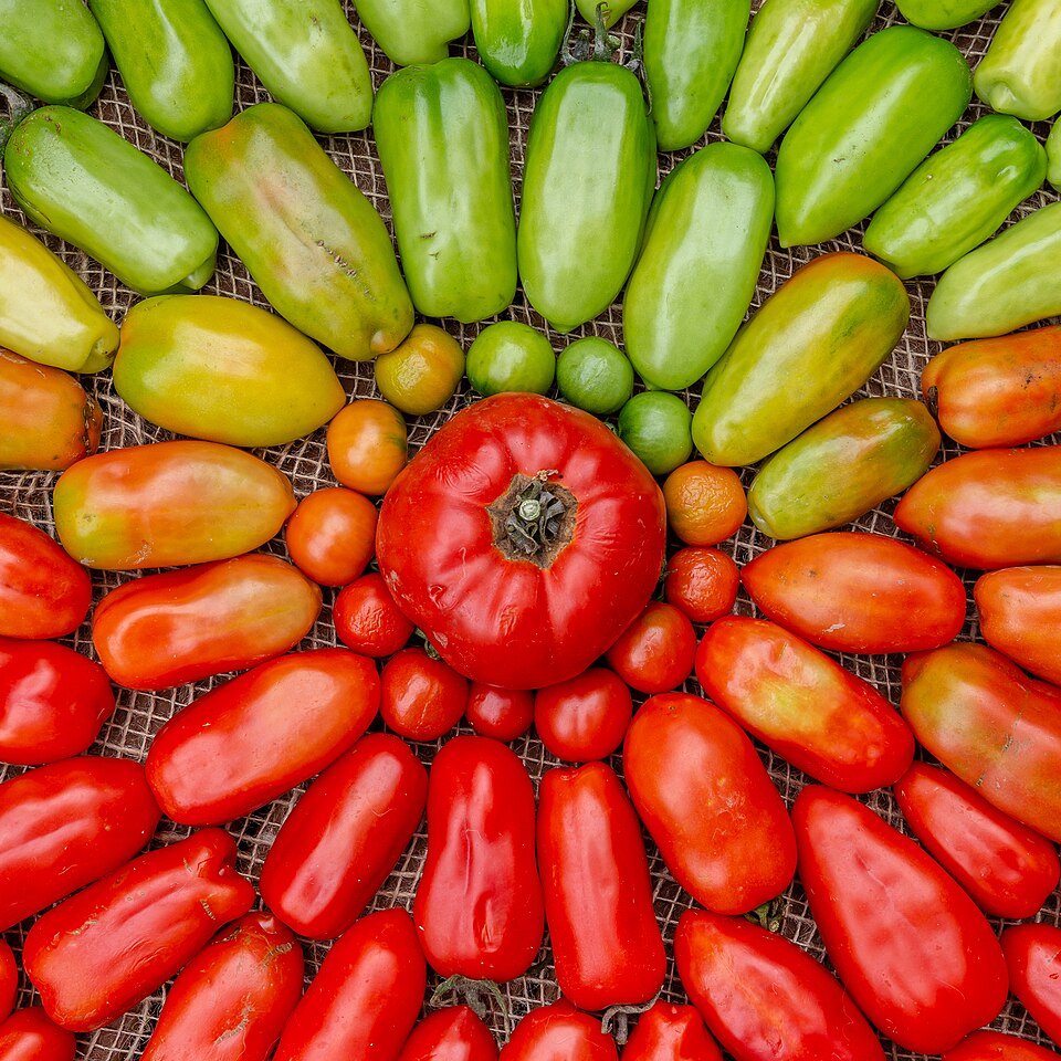 Tomatoes โ photo used in our can-dogs-eat-tomatoes guide