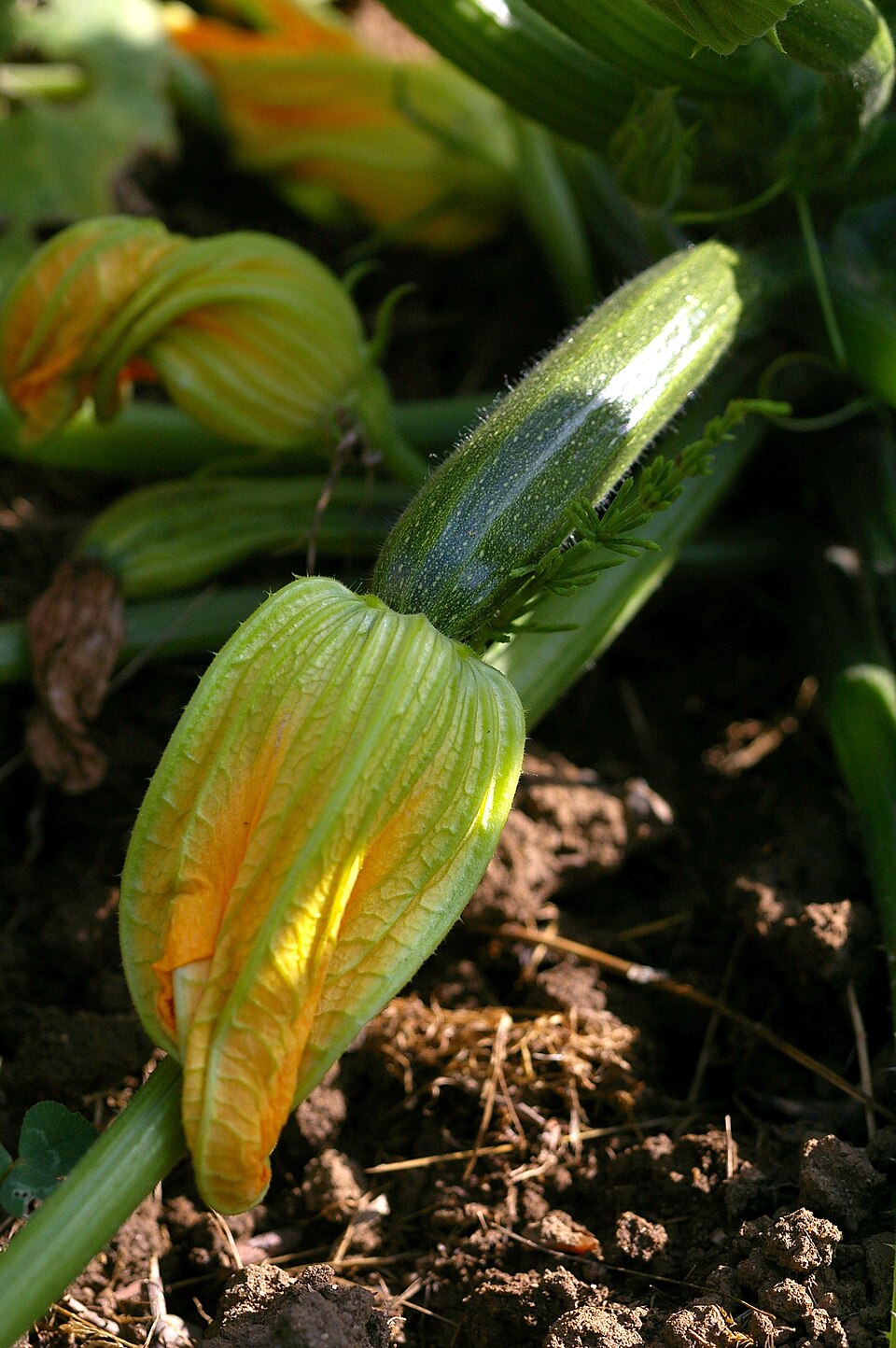 Zucchini — photo used in our can-dogs-eat-zucchini guide