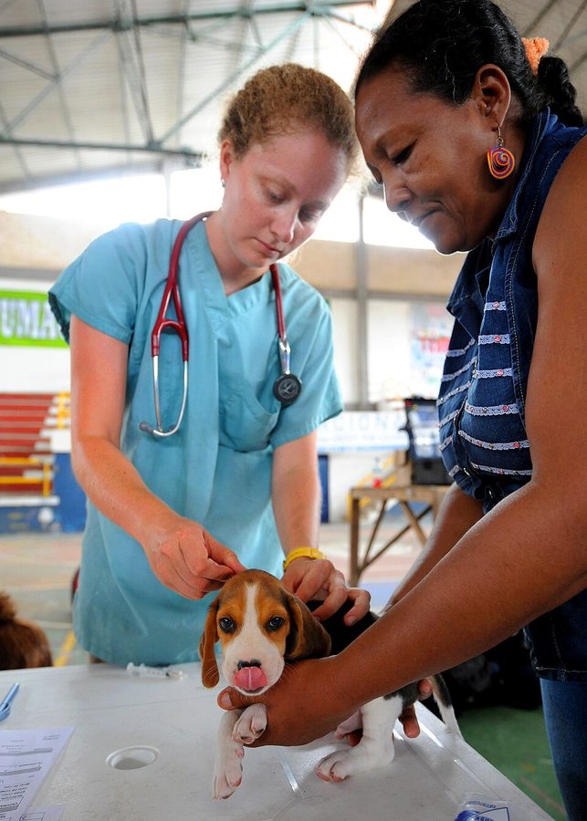 Amyloidosis in Dogs