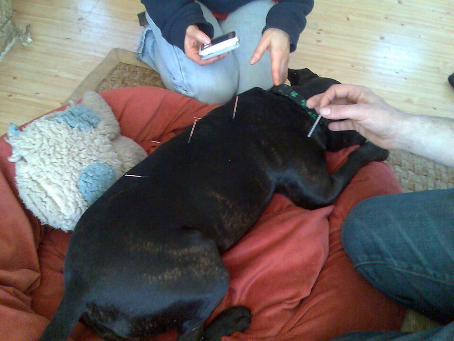 Can Acupuncture Help My Dog
