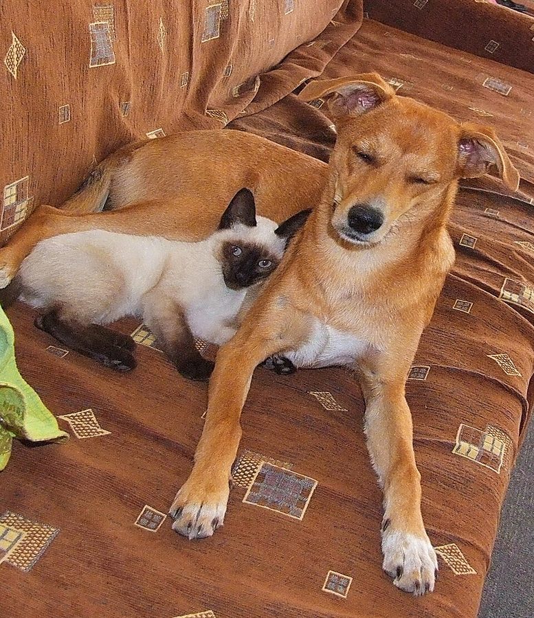 Can Dogs Be Allergic To Cats