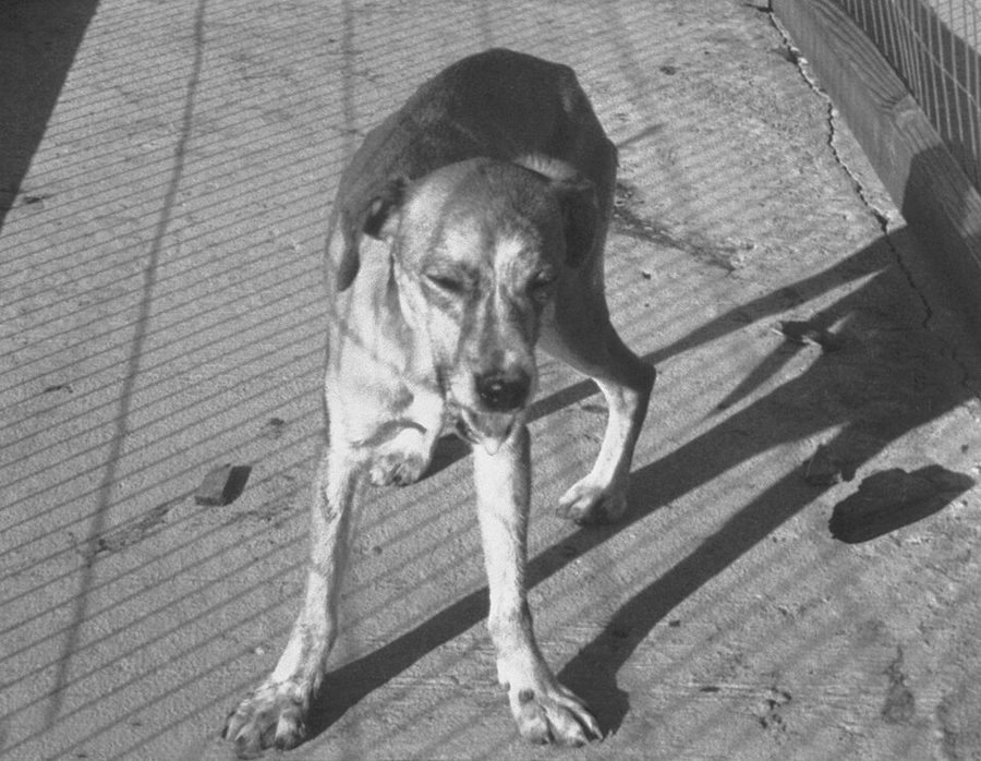 Can Dogs Get Covid
