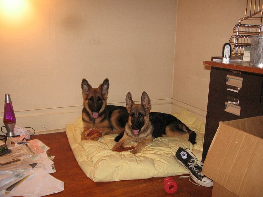 Can Grooming Cause Ear Infections