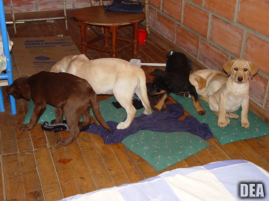 Common Puppy Illnesses