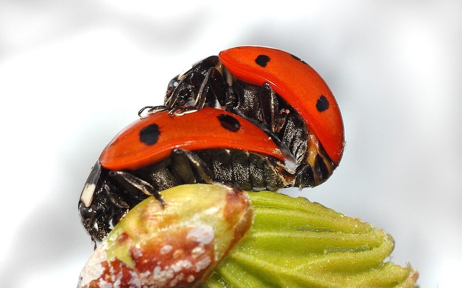 Dog Eating Ladybugs