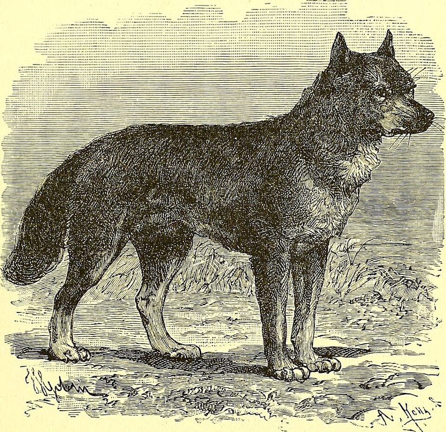 Fleas of Dogs