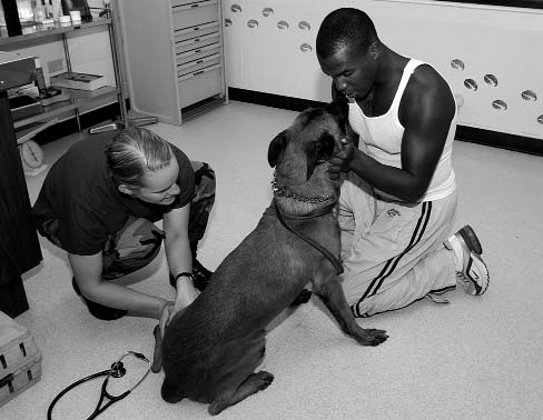 Laryngitis in Dogs
