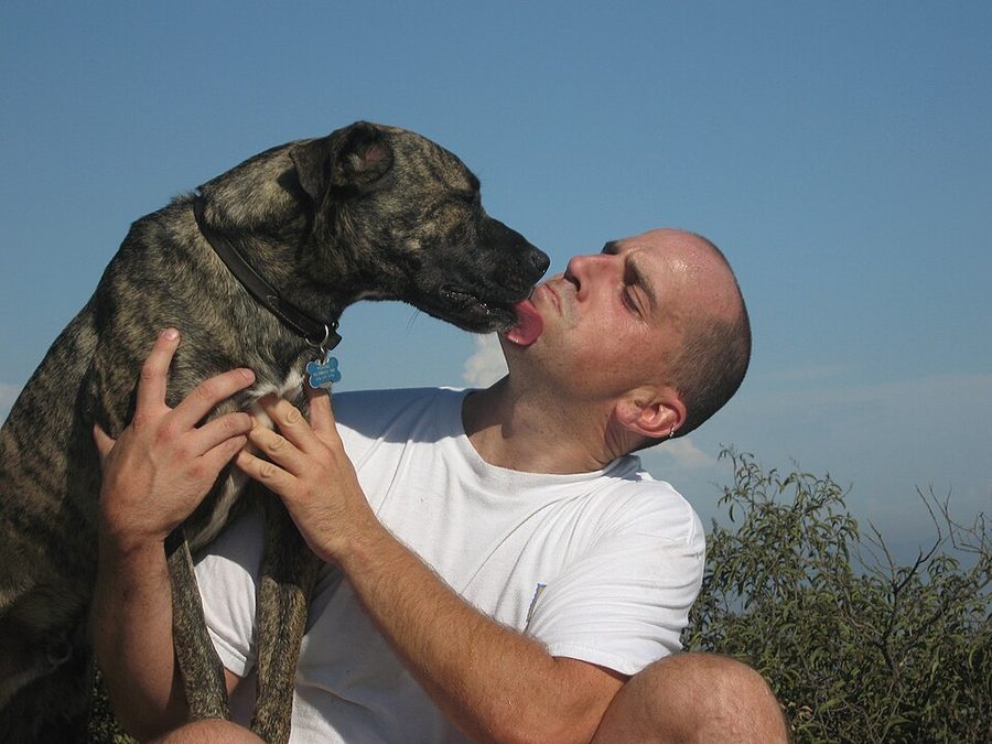 Selecting a Dog