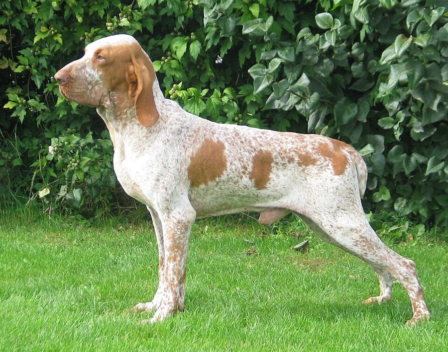 Ticks of Dogs