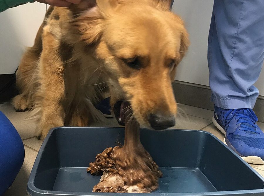 Vomiting in Dogs