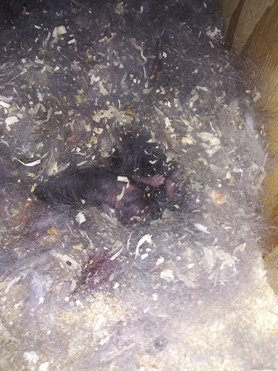 American Chinchilla rabbit