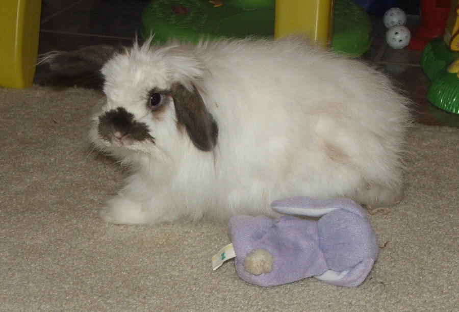 American Fuzzy Lop rabbit