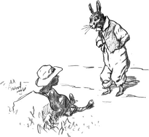American rabbit