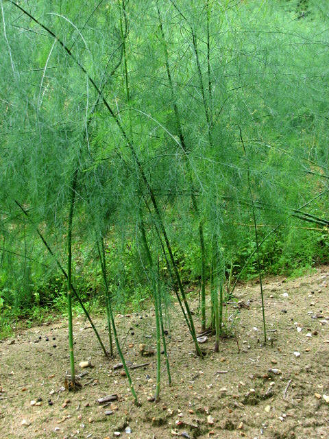 Asparagus — can rabbits eat asparagus guide