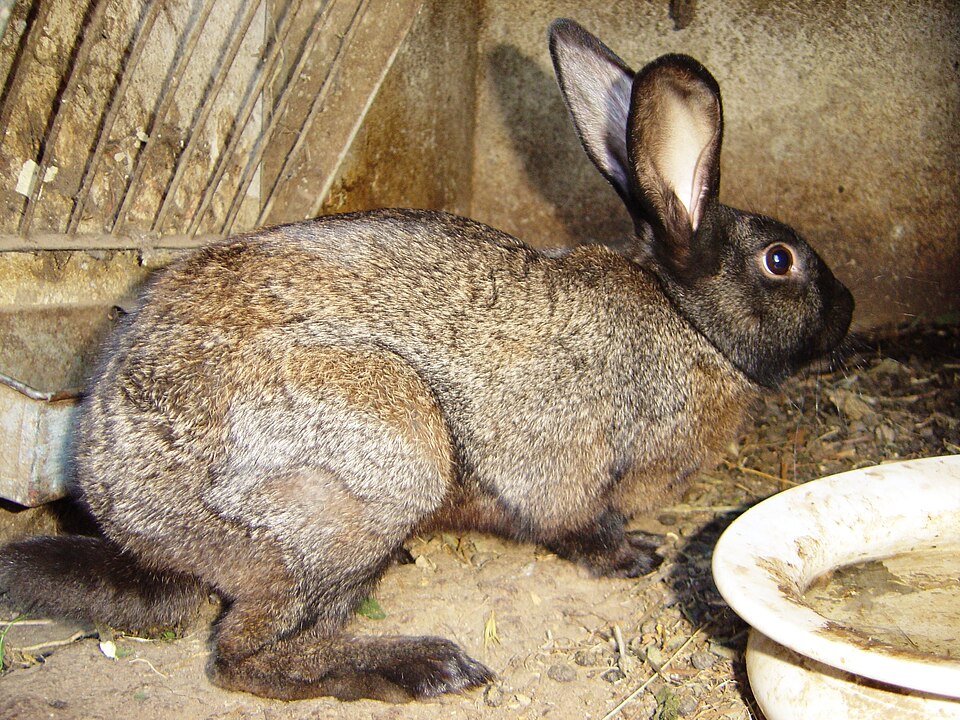 Beveren rabbit
