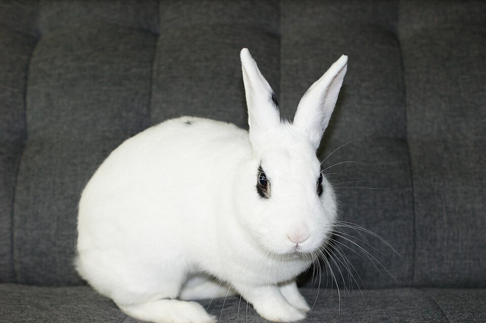 Blanc de Hotot rabbit