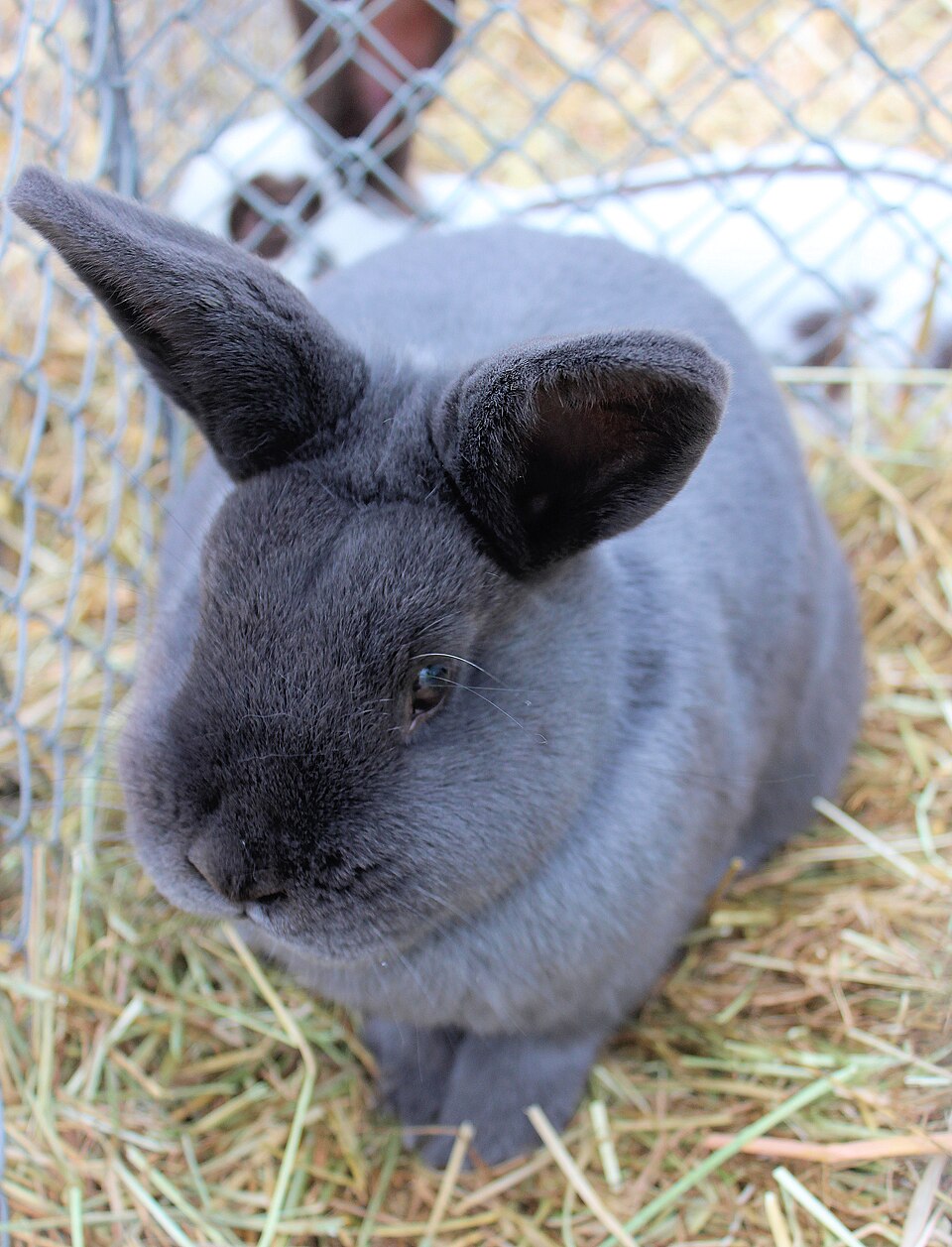 Blue Holicer rabbit