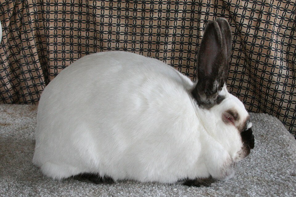 Californian rabbit