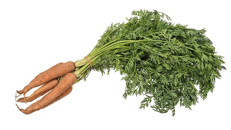 Carrot Tops — can rabbits eat carrot tops guide