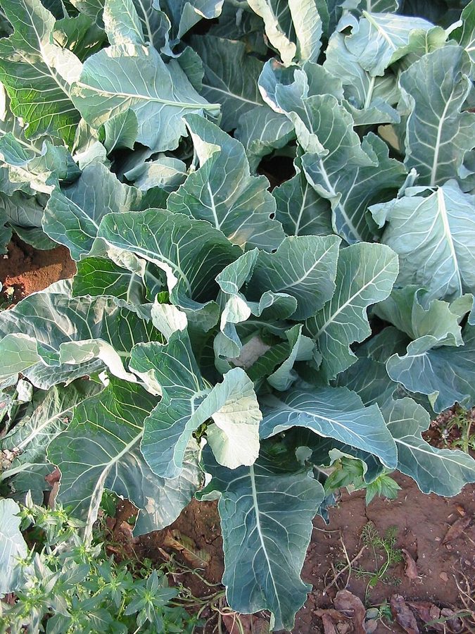 Cauliflower — can rabbits eat cauliflower guide