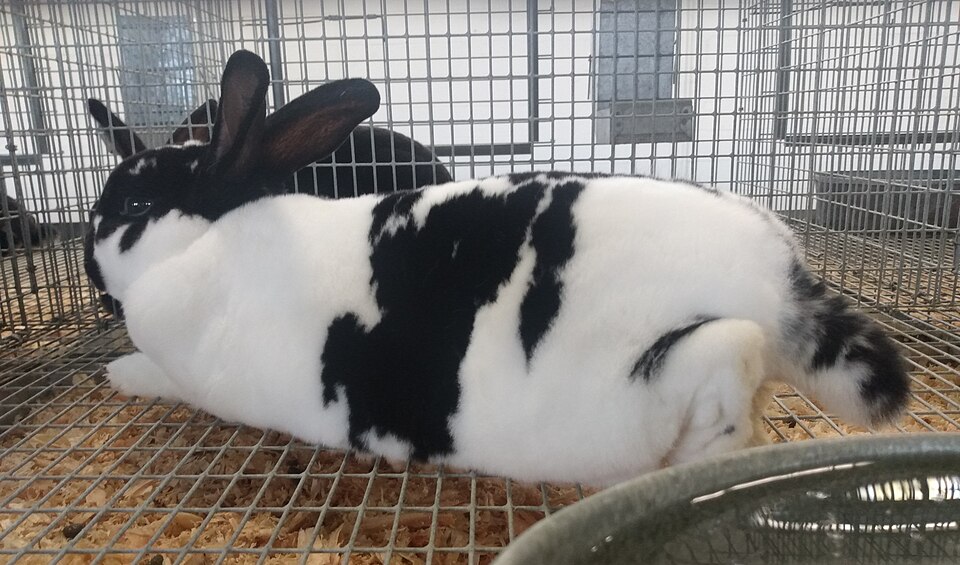 Checkered Giant rabbit
