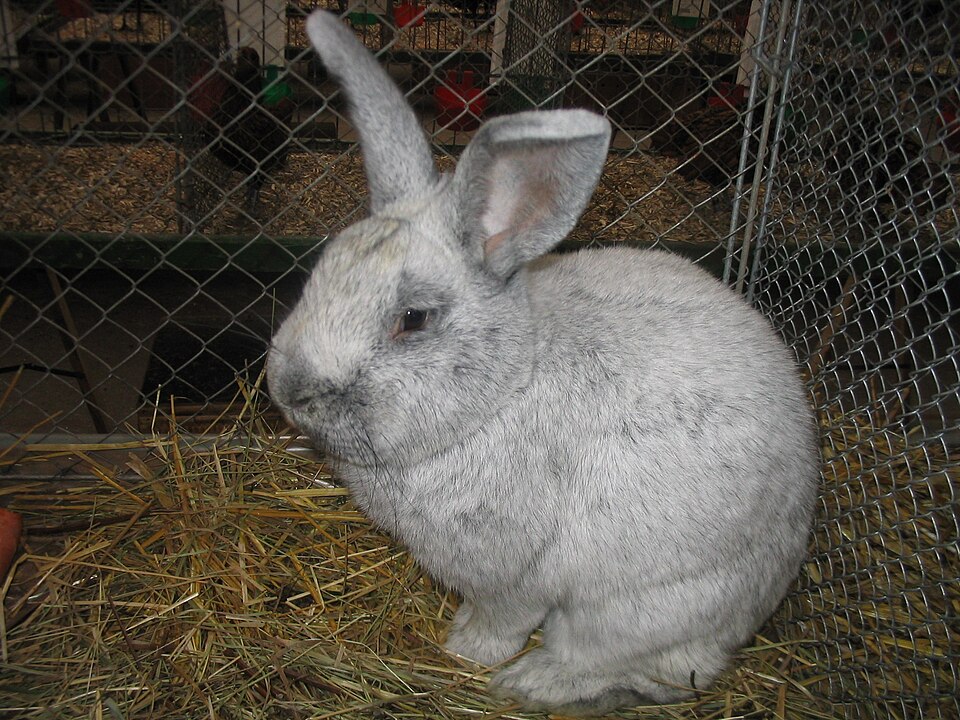 Creme d'Argent rabbit