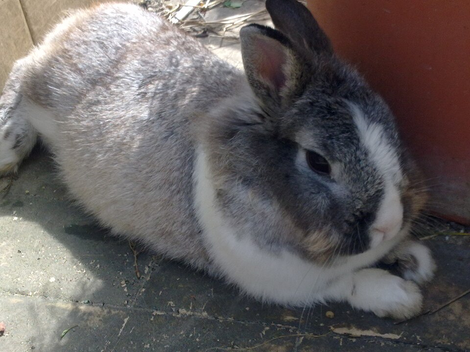 Dutch rabbit